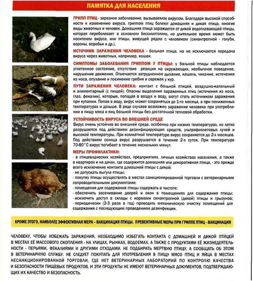 Грипп птиц 